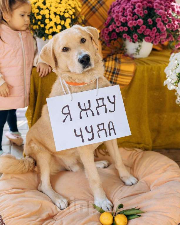 Собаки в Москве: Собака компаньон Мальчик, Бесплатно - фото 10