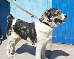 Собаки в Новосибирске: Щенки САО Алабай, 10 000 руб. - фото 5