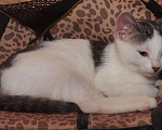Кошки в Москве: Белый котенок с пятнами (арлекин) Анжела, 3 мес, Бесплатно - фото 6
