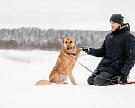 Собаки в Москве: Рыжий - обаятельный и интересный пес в добрые руки из приюта Мальчик, 50 руб. - фото 6