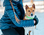 Собаки в Москве: Бассенджи в дар Мальчик, Бесплатно - фото 4