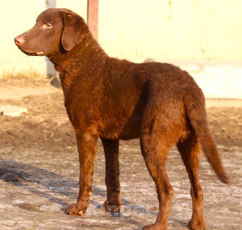 Собаки в других городах Московской области: Щенок кобель Чесапик-бей-ретривер  Мальчик, 40 000 руб. - фото 8