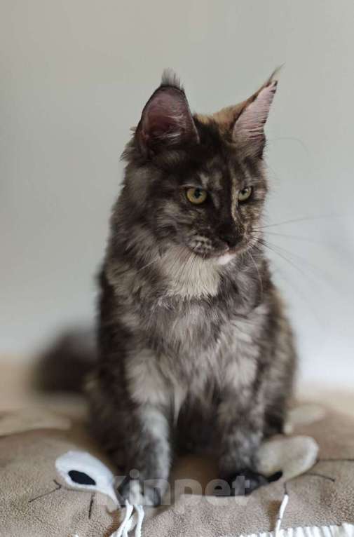 Кошки в Чайковском: Девочка Мейн кун.  MCO окрас- fs (дымная черепаха ) Девочка, 35 000 руб. - фото 2