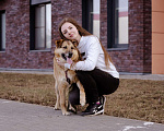 Собаки в Москве: Рыжуля в добрые руки! Девочка, Бесплатно - фото 6