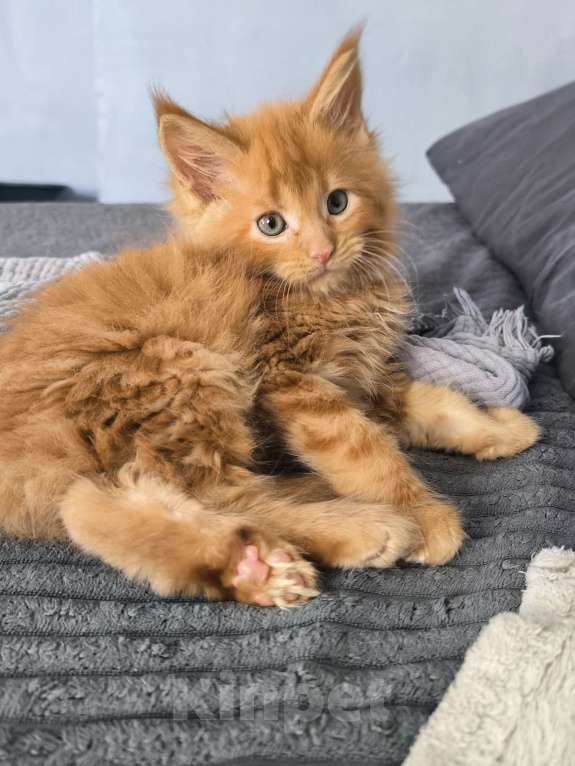 Кошки в Москве: Кот мейн-кун , красный  Мальчик, 75 000 руб. - фото 4