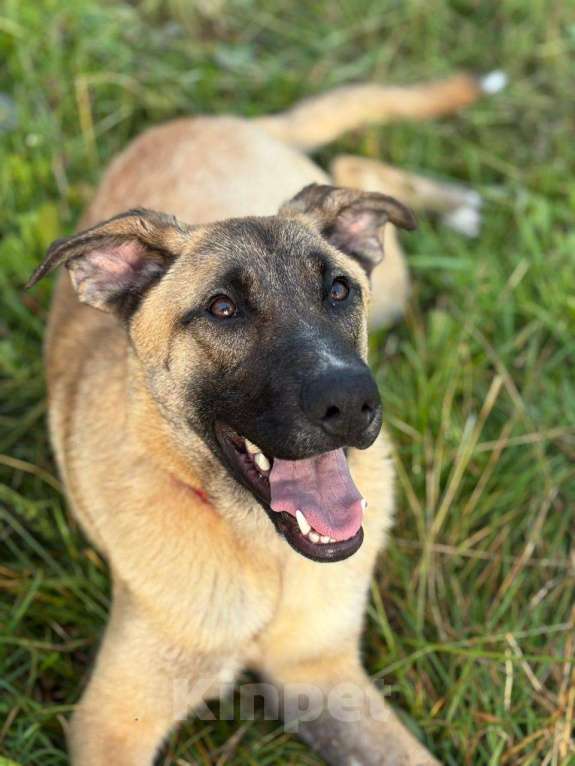 Собаки в Москве: Мартин ищет дом Мальчик, Бесплатно - фото 2