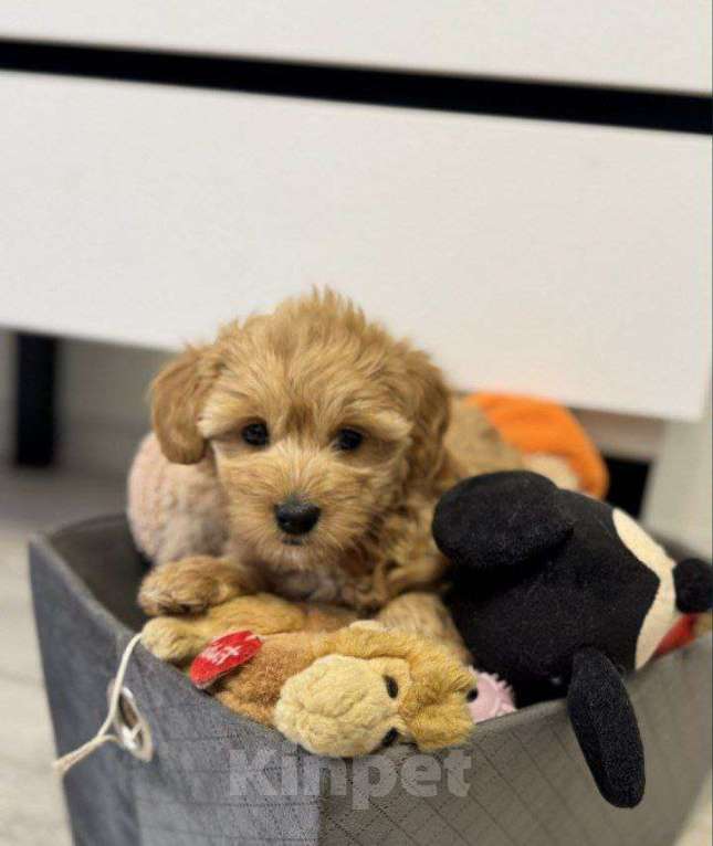 Собаки в Самаре: Мальтипу щенки 3 месяца Разнополые, 29 000 руб. - фото 4