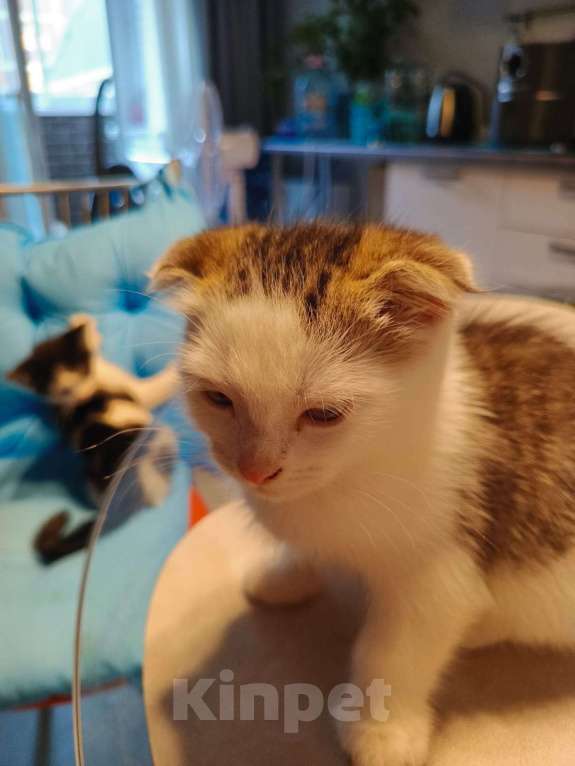 Кошки в Москве: Отдам в добрые руки Мальчик, Бесплатно - фото 2