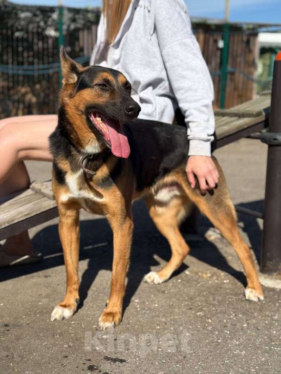 Собаки в Москве: Яго  Мальчик, Бесплатно - фото 7