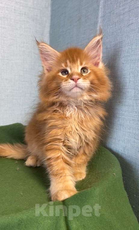 Кошки в Нижнем Новгороде: Котенок породы Мейн-кун Мальчик, Бесплатно - фото 1