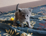 Кошки в Красноярске: Продам британцев Разнополые, 5 000 руб. - фото 1