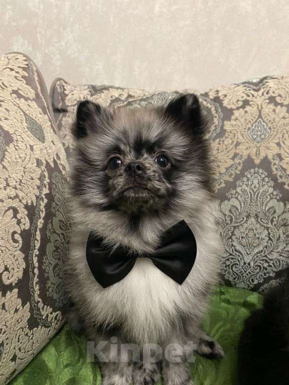 Собаки в Москве: Мальчик малого немецкого шпица  Мальчик, 20 000 руб. - фото 2