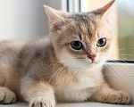 Кошки в Сланце: Продажа котёнка британская короткошёрстная в окрасе золотая голубая шиншилла ау 25 Мальчик, 40 000 руб. - фото 2