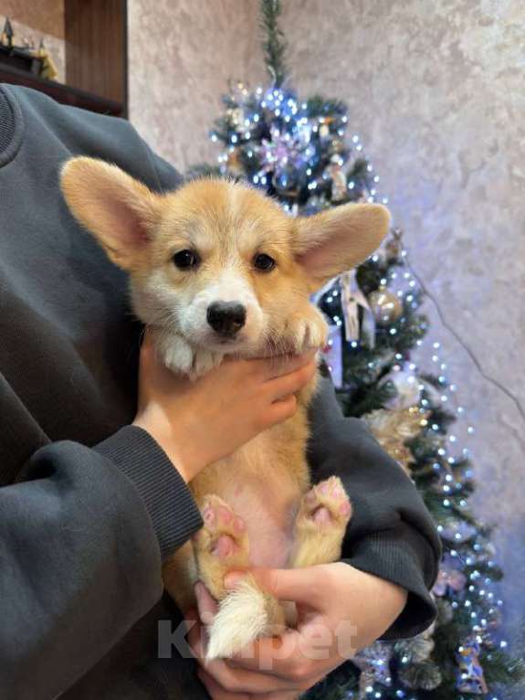 Собаки в Перми: Щенки вельш корги пемброк девочки Девочка, 65 000 руб. - фото 2