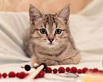 Кошки в Москве: Ручной и ласковый котенок Серафима в добрые руки Девочка, Бесплатно - фото 6