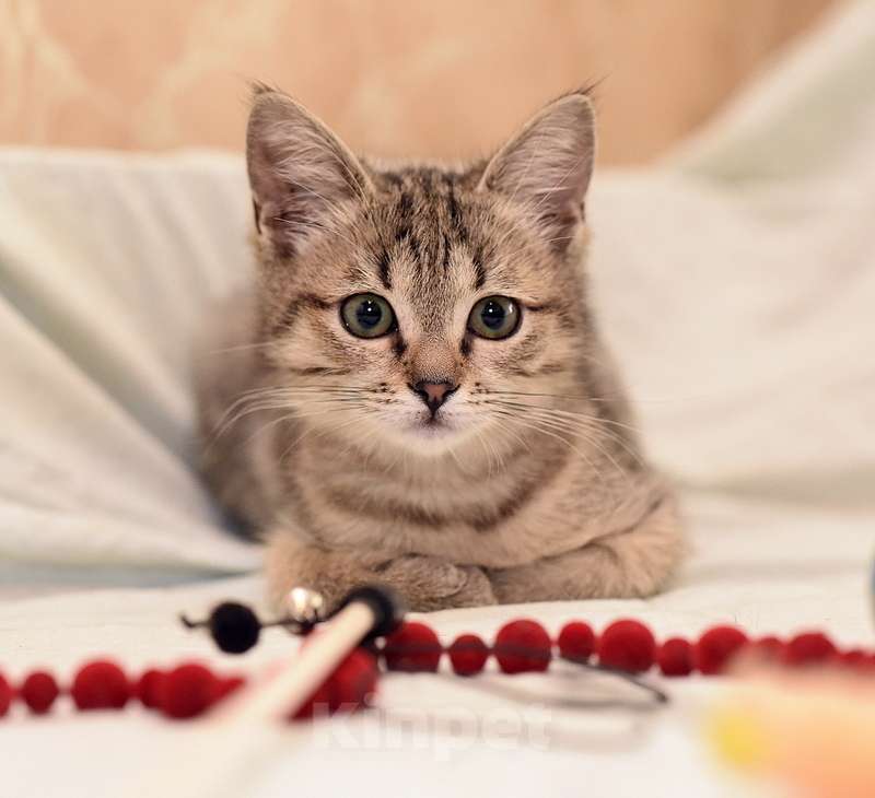 Кошки в Москве: Ручной и ласковый котенок Серафима в добрые руки Девочка, Бесплатно - фото 6