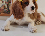 Собаки в других городах Московской области: Кавалер Кинг Чарльз спаниель, мальчик Мальчик, 60 000 руб. - фото 3