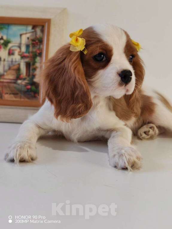 Собаки в других городах Московской области: Кавалер Кинг Чарльз спаниель, мальчик Мальчик, 60 000 руб. - фото 3