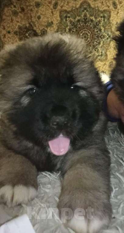 Собаки в Кировграде: Сука 15000 Девочка, 15 000 руб. - фото 1