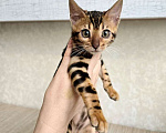 Кошки в Москве: Клубные бенгальские котята Девочка, 65 000 руб. - фото 3
