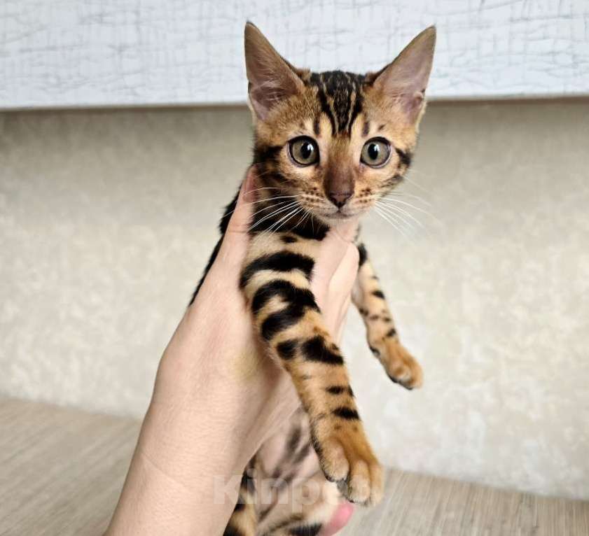 Кошки в Москве: Клубные бенгальские котята Девочка, 65 000 руб. - фото 3