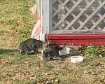 Кошки в Уфе: Котята в добрые руки Девочка, Бесплатно - фото 1