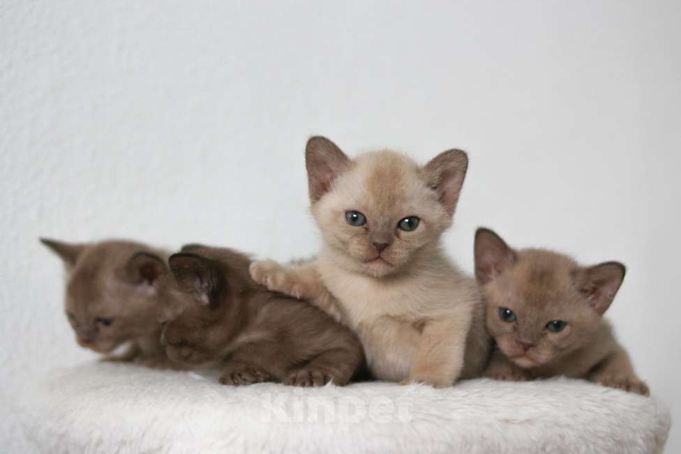 Кошки в Нижнем Новгороде: Бурманский мальчик шоколадного окраса Мальчик, 45 000 руб. - фото 7