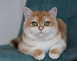 Кошки в Владивостоке: Британский котёнок редкого окраса Девочка, 100 000 руб. - фото 1