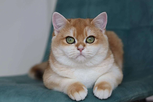 Объявление: Британский котёнок редкого окраса, 100 000 руб., Владивосток