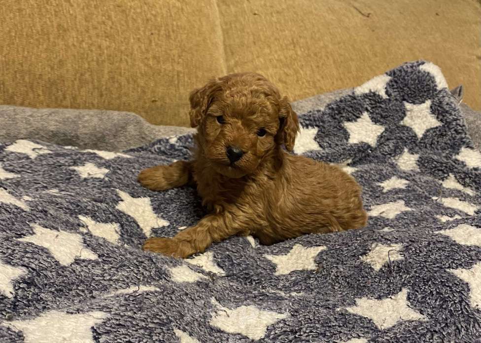 Собаки в Санкт-Петербурге: Шикарный мальчик той пудель ред броун Мальчик, Бесплатно - фото 5