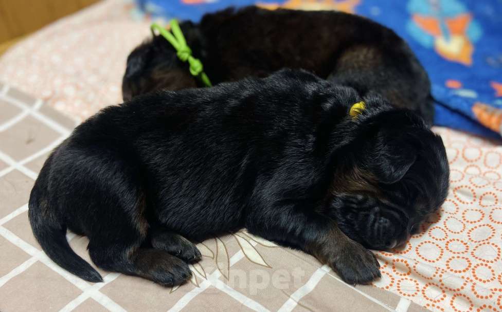 Собаки в Екатеринбурге: Щенки тибетского мастифа ждут любящих родителей  Девочка, Бесплатно - фото 2