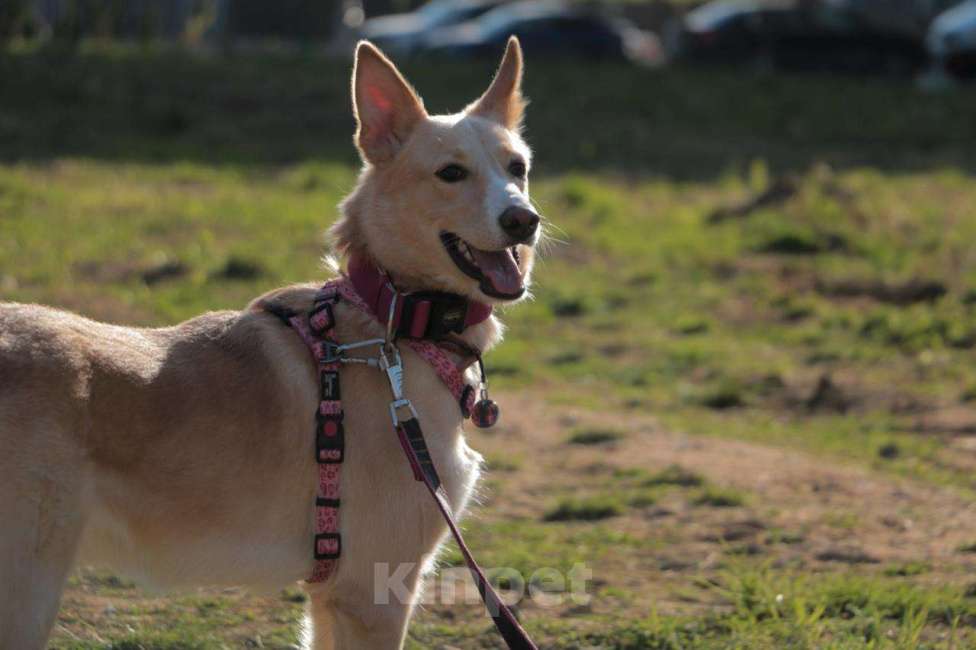 Собаки в Москве: Милая Нюша ищет дом!  Девочка, Бесплатно - фото 5