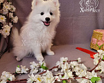 Собаки в Казани: Щенки Японского Шпица Девочка, 60 000 руб. - фото 2