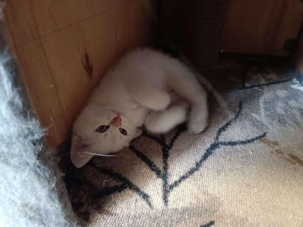 Кошки в Екатеринбурге: Прямоухая девочка окраса color point Девочка, 12 000 руб. - фото 8