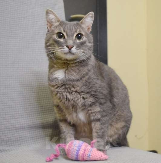 Кошки в Москве: Серая кошка Таисия в добрые руки Девочка, 1 руб. - фото 2