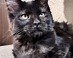 Кошки в Петергофе: Девулечка Девочка, 40 000 руб. - фото 5