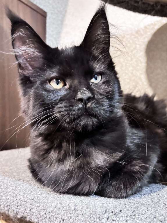 Кошки в Петергофе: Девулечка Девочка, 40 000 руб. - фото 5