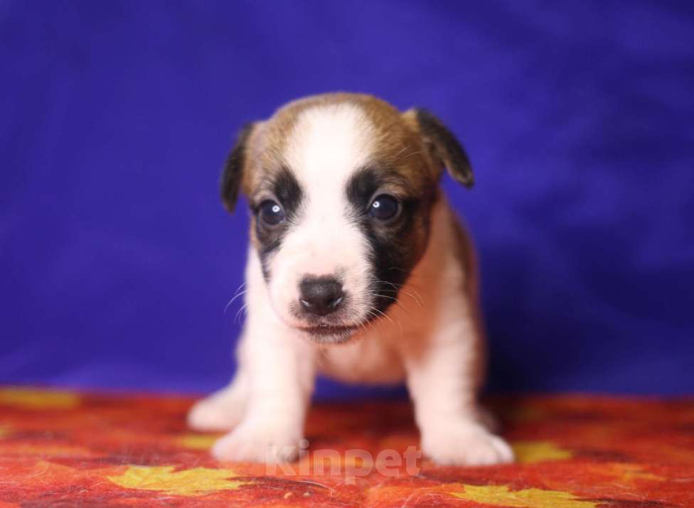 Собаки в Всеволожске: Щенок дрт девочка гладкая бело рыжая Девочка, 50 000 руб. - фото 1