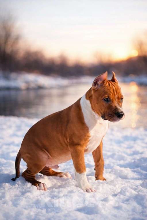 Собаки в Москве: Красивый мальчик амстаффа Мальчик, 60 000 руб. - фото 6