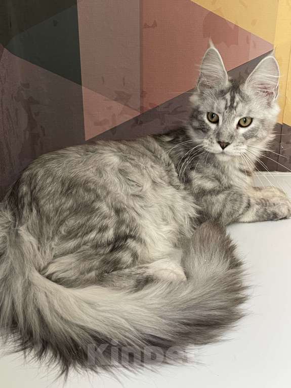 Кошки в Москве: Пушистый ангел для вашего настроения Мальчик, 80 000 руб. - фото 7