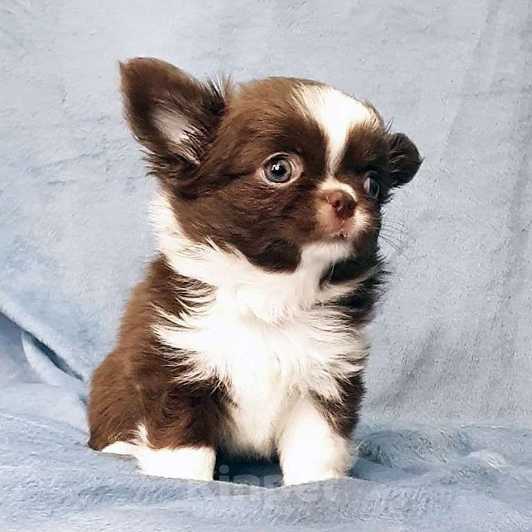 Собаки в Зеленограде: Чихуахуа мальчик длинношерстный Мальчик, 35 000 руб. - фото 3