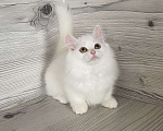 Кошки в Кировске (Мурманская область): Latifa  Девочка, Бесплатно - фото 3