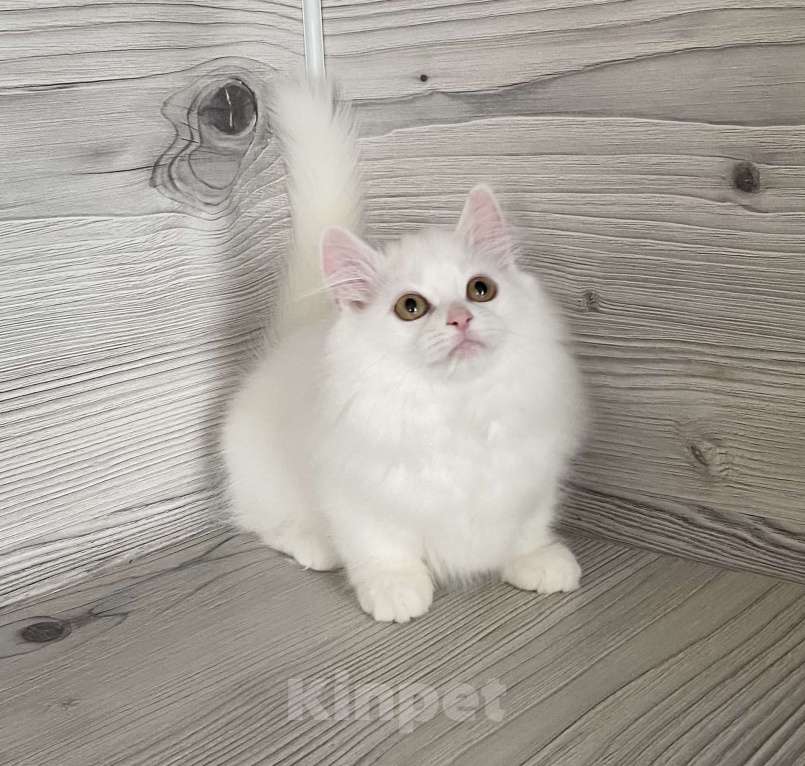 Кошки в Кировске (Мурманская область): Latifa  Девочка, Бесплатно - фото 3