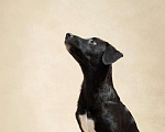Собаки в Москве: Ищем дом задорному Пикселю Мальчик, 1 руб. - фото 4