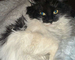 Кошки в Москве: Пушистая Марфуша Девочка, Бесплатно - фото 7