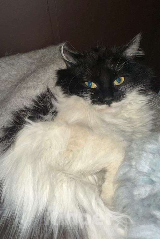 Кошки в Москве: Пушистая Марфуша Девочка, Бесплатно - фото 7
