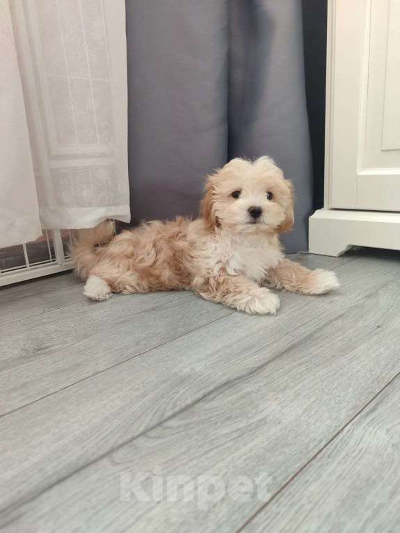 Собаки в Мытищах: Мальтипу F1 Мальчик, 90 000 руб. - фото 8