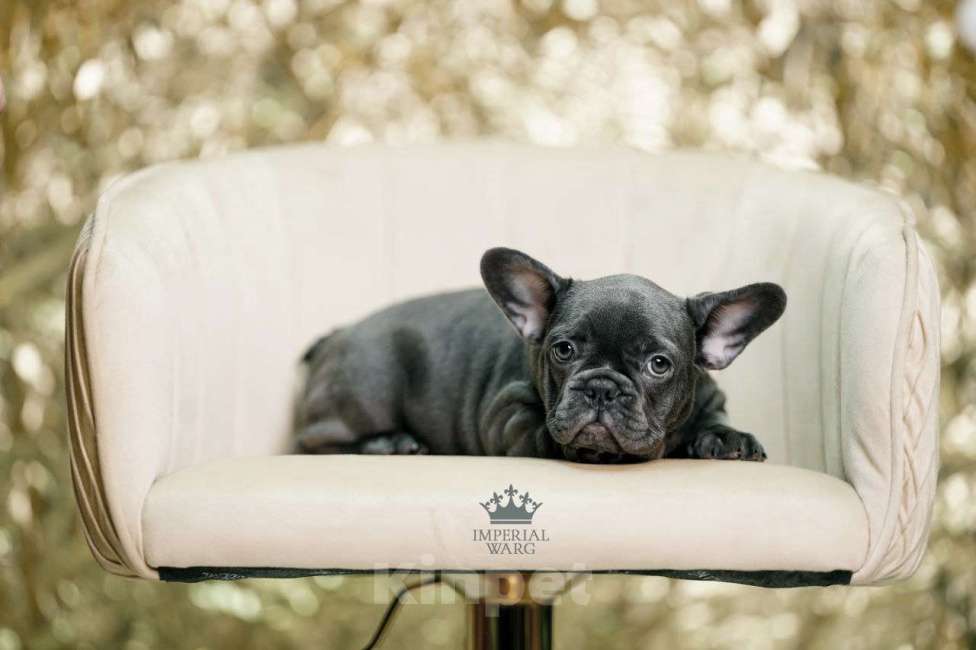 Собаки в Санкт-Петербурге: Французский бульдог щенок голубо тигровый Девочка, 150 000 руб. - фото 2