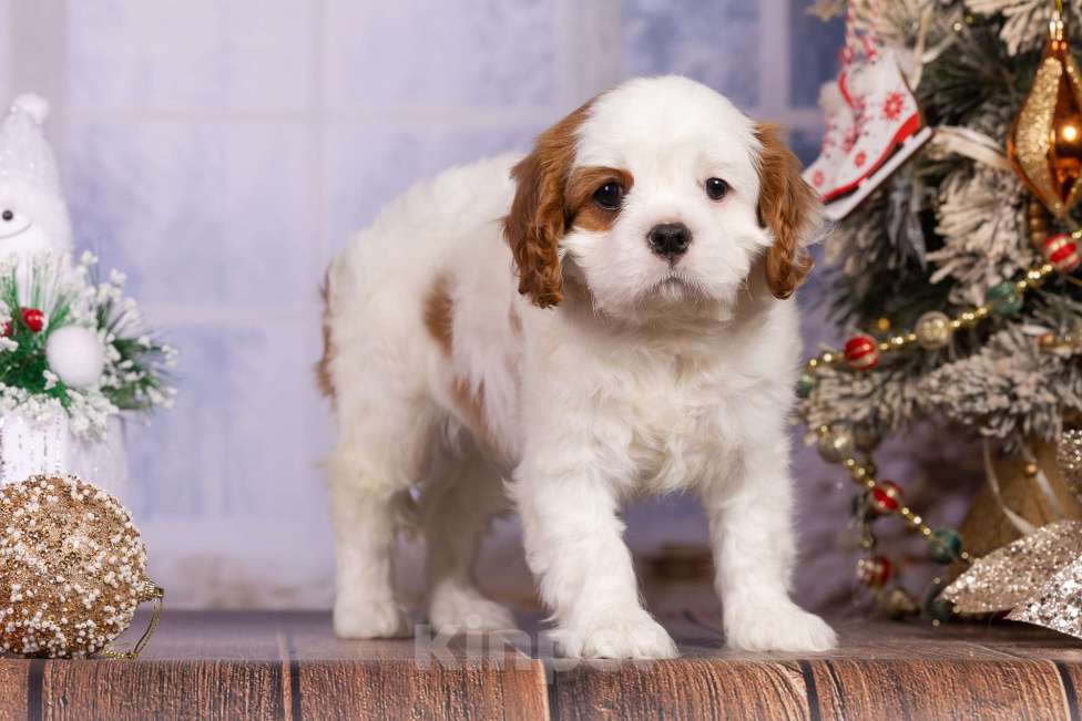Собаки в Королеве: Кавалер Кинг Чарльз спаниель щенок девочка мини Девочка, 75 000 руб. - фото 2