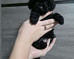 Собаки в Москве: Красивые малыши той пуделя. Мальчик, 75 000 руб. - фото 3